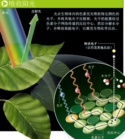 外星植物的诡异色彩 (3).png