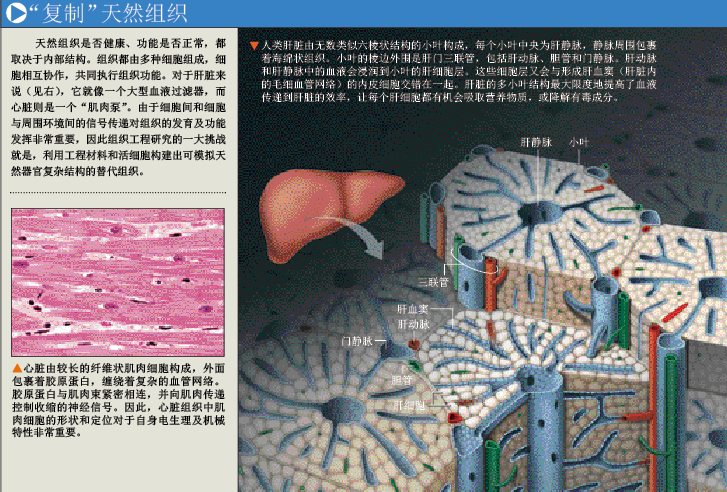 用你的细胞定制器官 (1).png