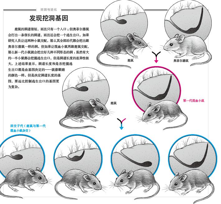 动物界的“建筑大师”.jpg