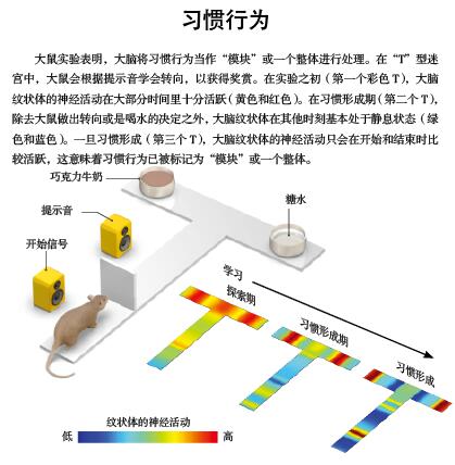 调控大脑重塑习惯.jpg