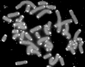 300px-Telomere_caps.gif