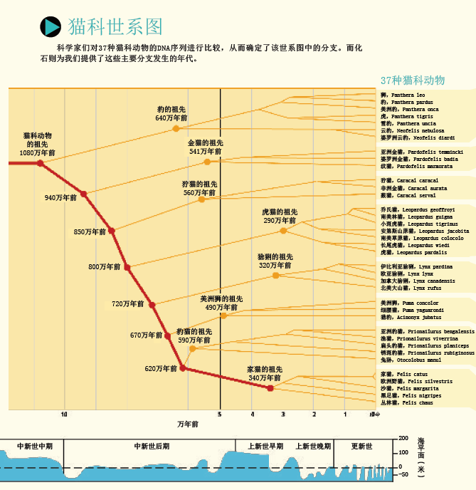 揭示猫的世系图 (1).png