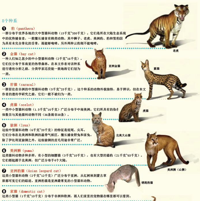 揭示猫的世系图 (2).png