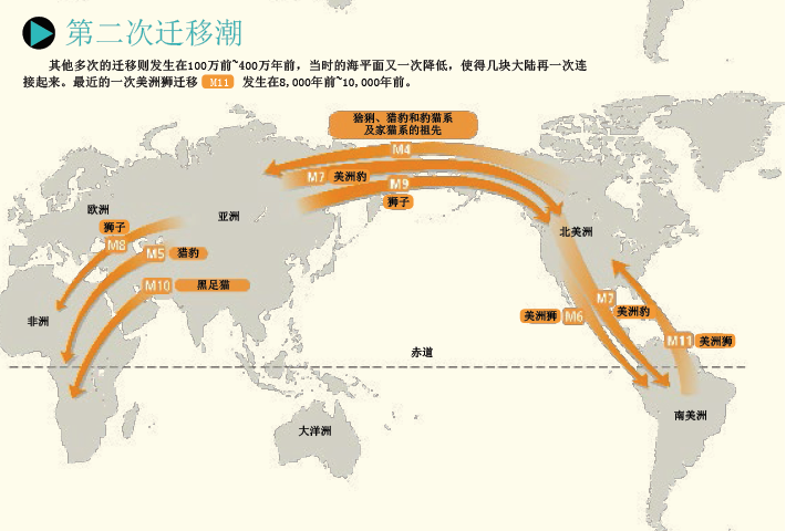 揭示猫的世系图 (4).png