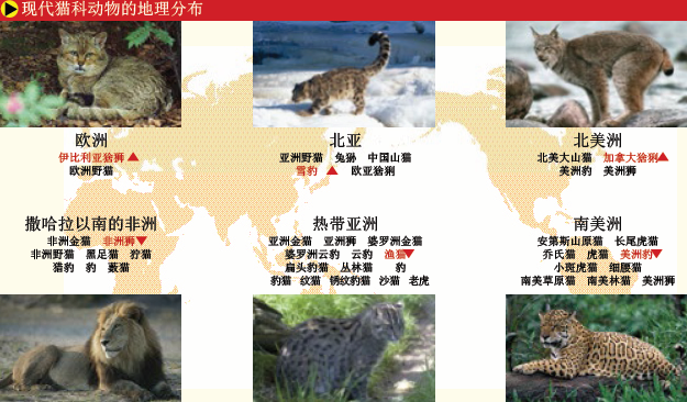 揭示猫的世系图 (5).png