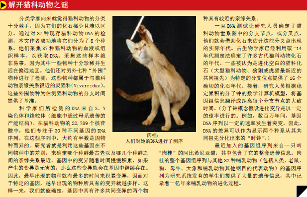 揭示猫的世系图 (6).png