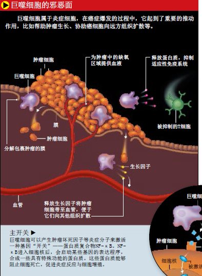 免疫系统竟是癌症帮凶 (3).png