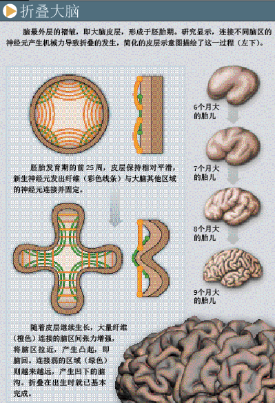 雕刻大脑 (2).png