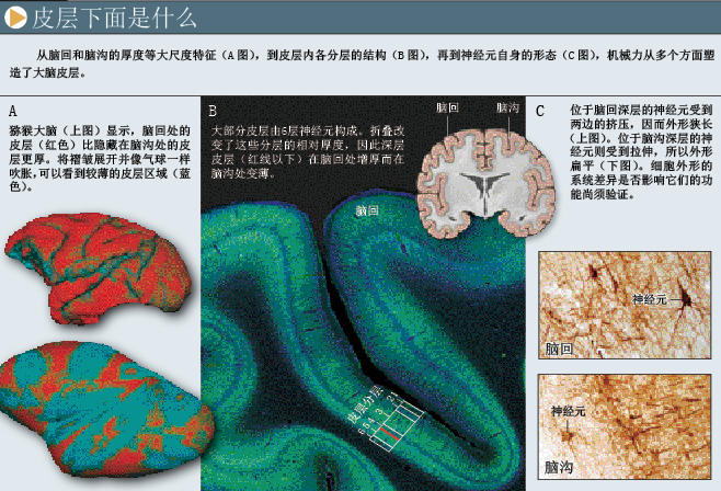 雕刻大脑 (3).png