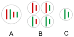 Hybridogenesis_in_water_frogs_gametes.gif