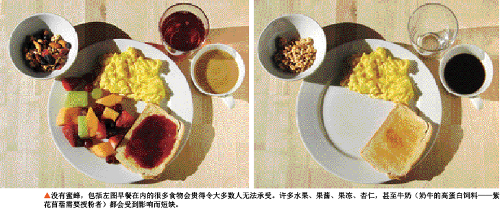 蜂群为何神秘消失 (1).png