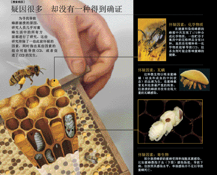 蜂群为何神秘消失 (2).png