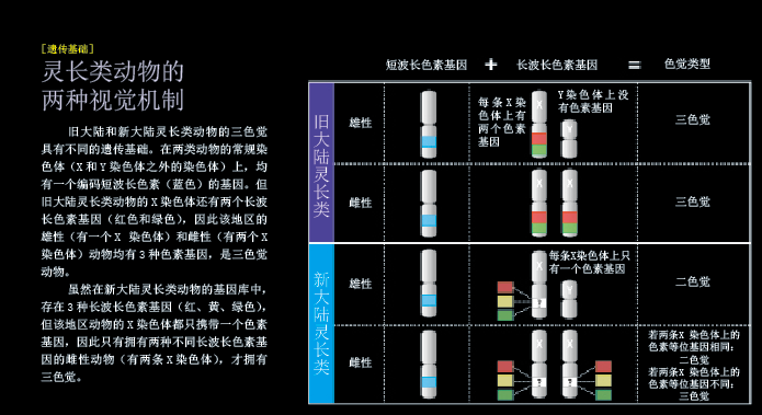 进化里程碑：人类看到了彩色的世界 (4).png