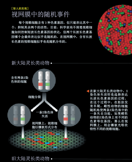 进化里程碑：人类看到了彩色的世界 (5).png