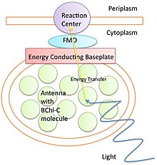 220px-FMO_Complex_Simple_Diagram.jpg