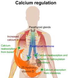220px-Calcium_regulation.png