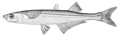 Atlantic_silverside.jpg