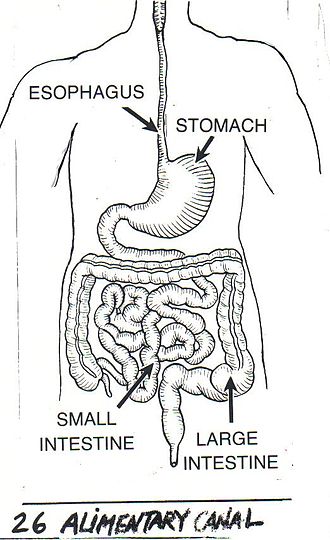 Alimentary_Canal_(PSF).jpg