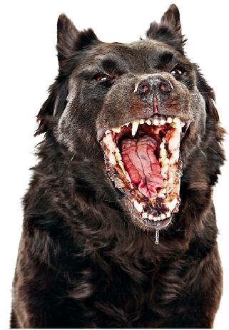 对付狂犬病：从狗开始.jpg