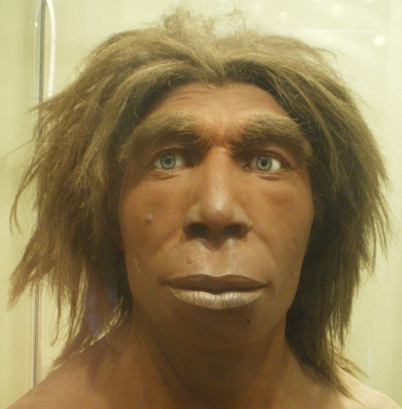 800px-Neandertaler_reconst-3-crop.jpg