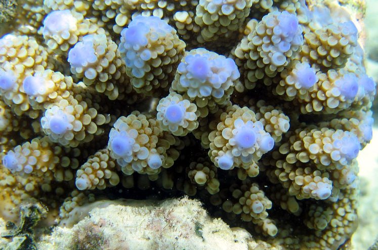 Acropora_nasuta_by_Ewa_Barska_-_no_watermark.jpg