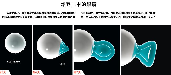 培养皿长出视网膜.jpg