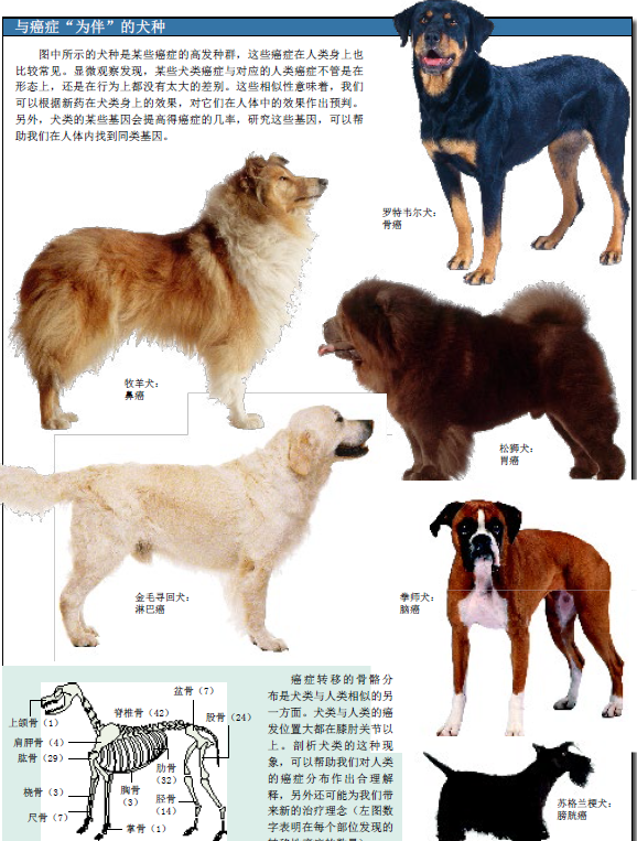 攻克癌症的关键 (1).png