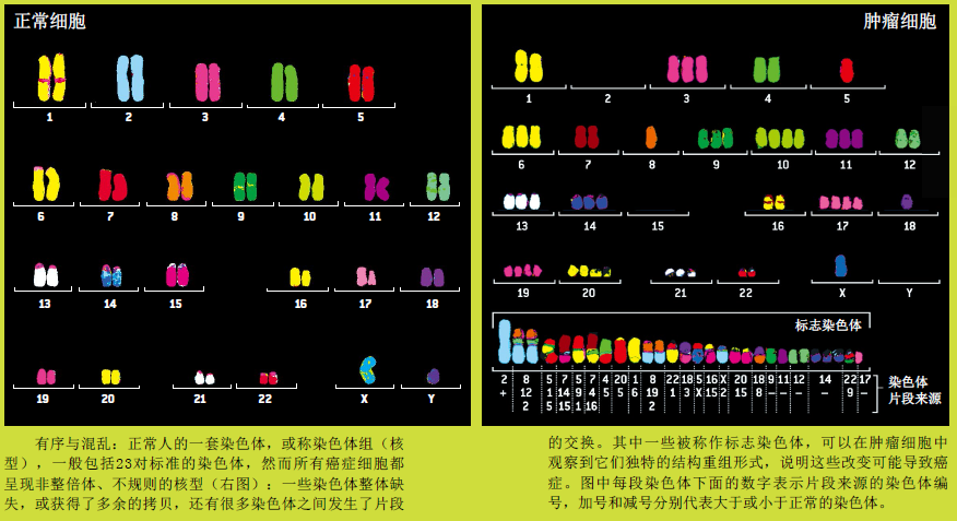 癌症病因 (1).png