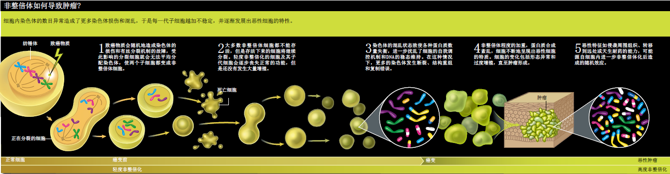 癌症病因 (2).png