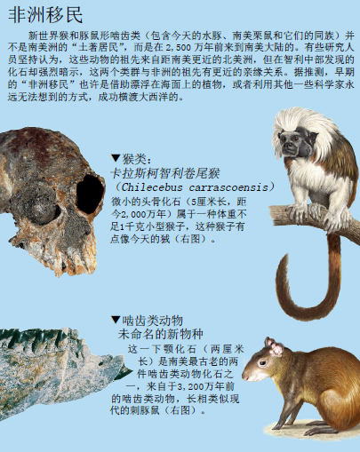 南美动物王国 (2).png