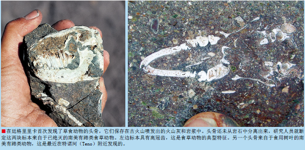 南美动物王国 (4).png