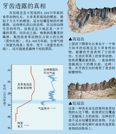 南美动物王国 (3).png