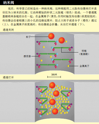 定做一个蛋白质 (1).png