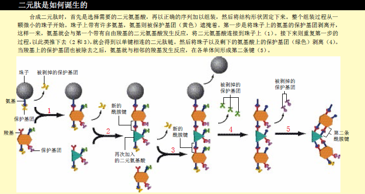 定做一个蛋白质 (4).png