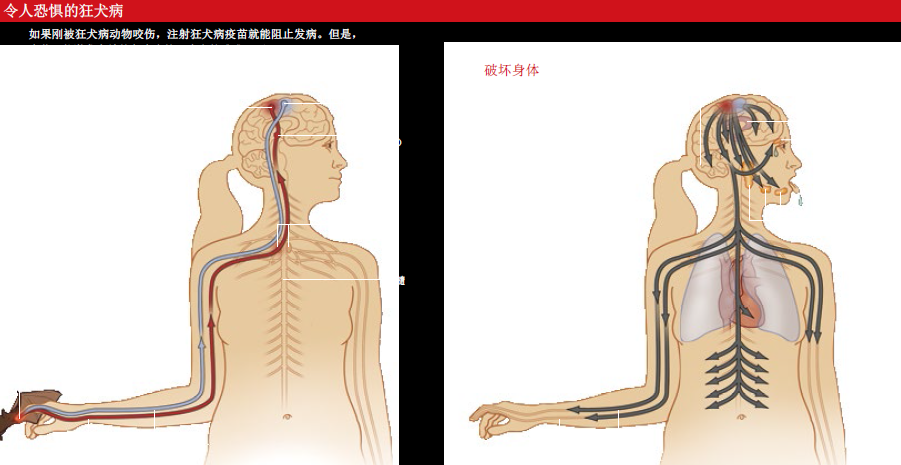 治愈狂犬病 (1).png