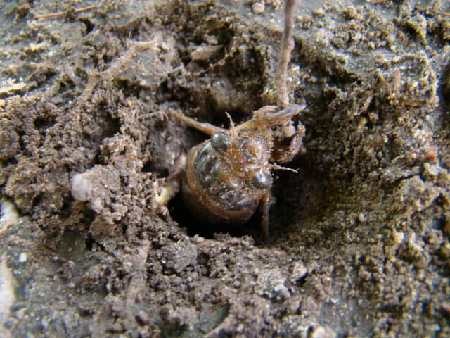 201506怎样采集昆虫_f2.jpg