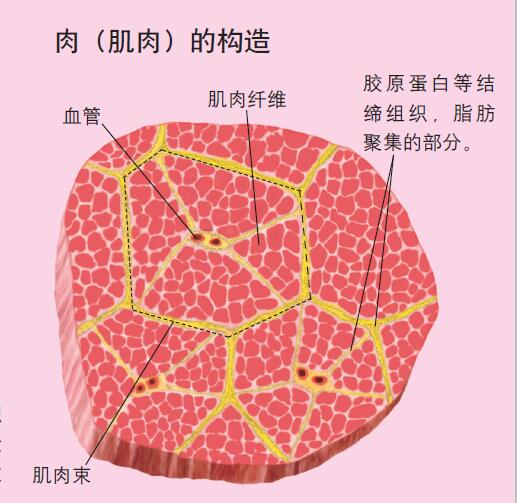 120412_肉 图1.jpg