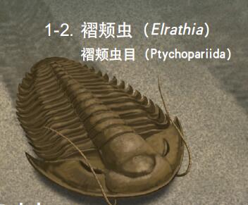 120507_三叶虫类 图.jpg