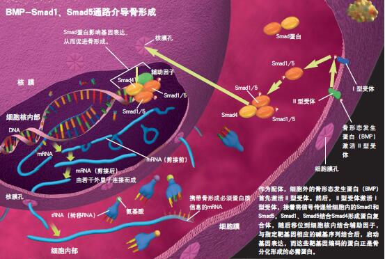 120715_骨质疏松-3 图.jpg