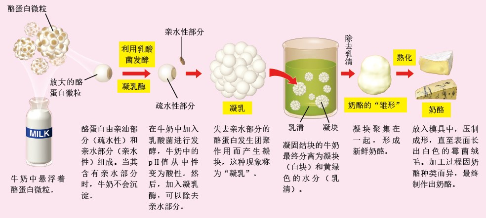 20130274奶酪_f1.jpg