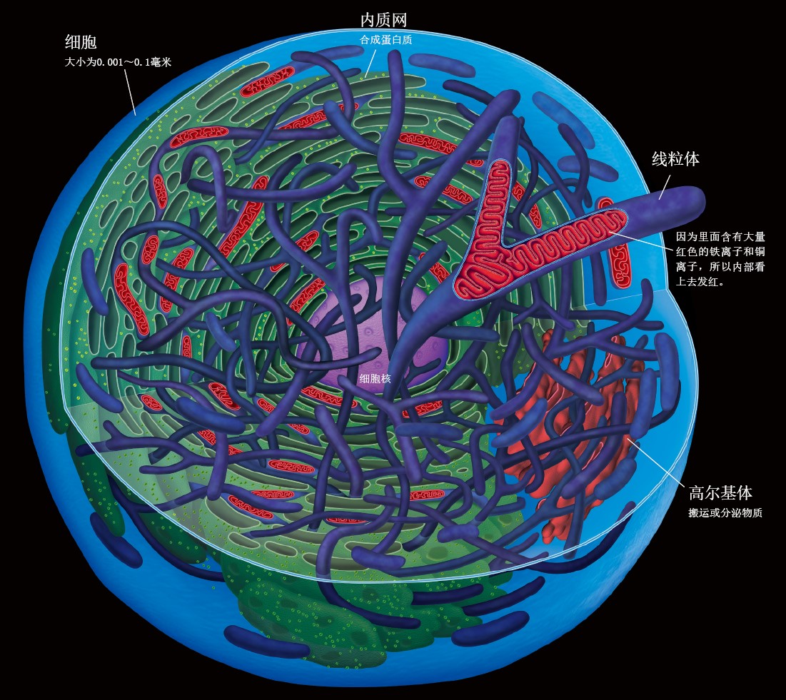 20130414线粒体高清图解_f1.jpg
