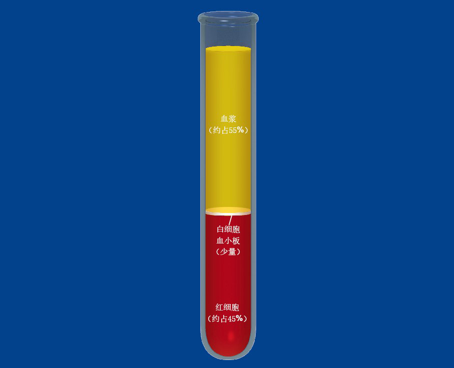 20130522血液是流动的器官_f1.jpg