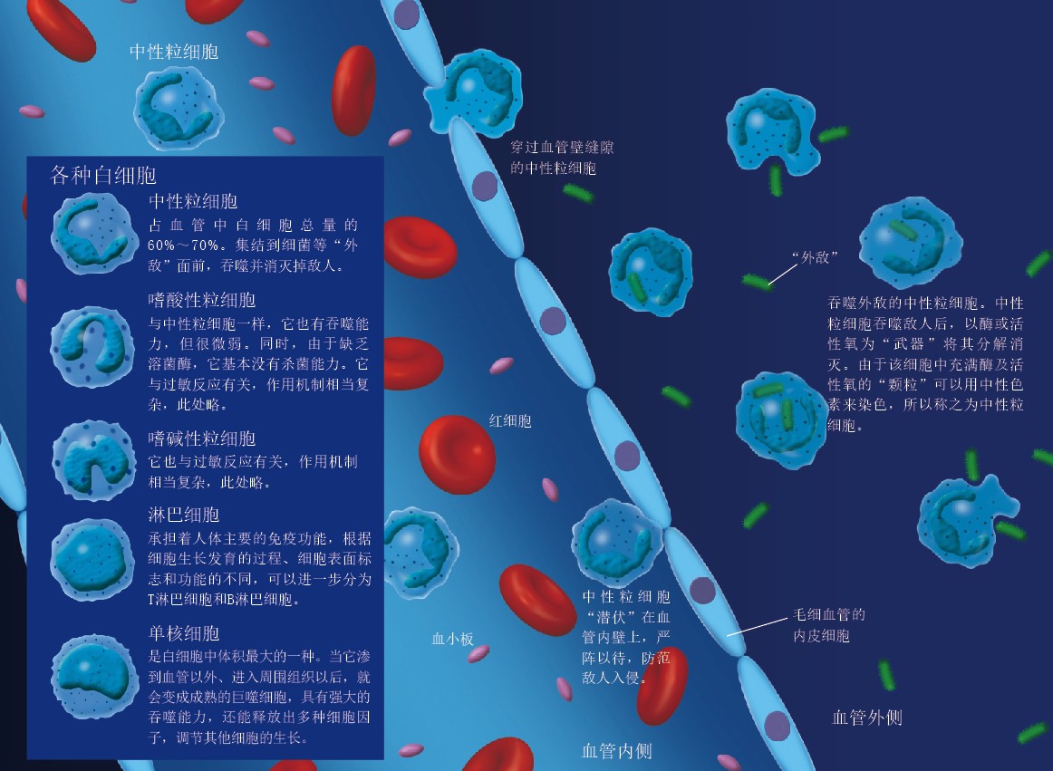 20130532抵御外敌的白细胞和止血高手血小板_f1.jpg