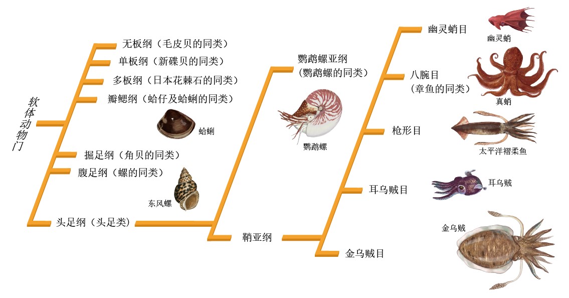 20130546奇异的乌贼家族_f1.jpg