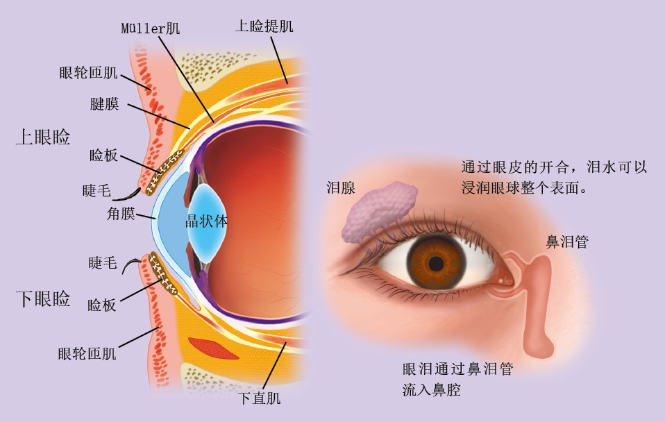 20130574眼皮_f1.jpg