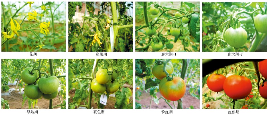 20130968水果应如何保鲜-上.jpg
