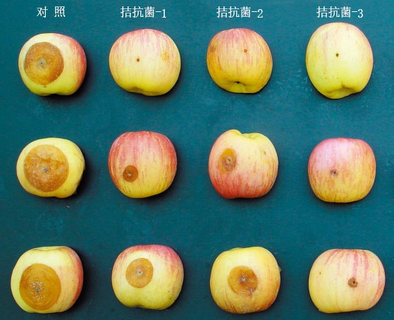 20130972水果应如何保鲜-下.jpg