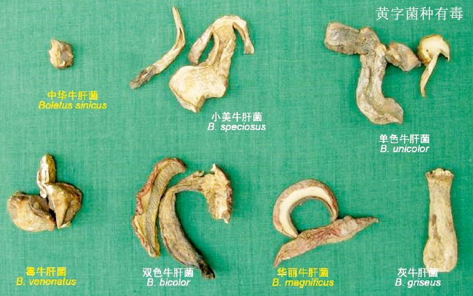 20131061不可貌相的毒蘑菇-下_f1.jpg