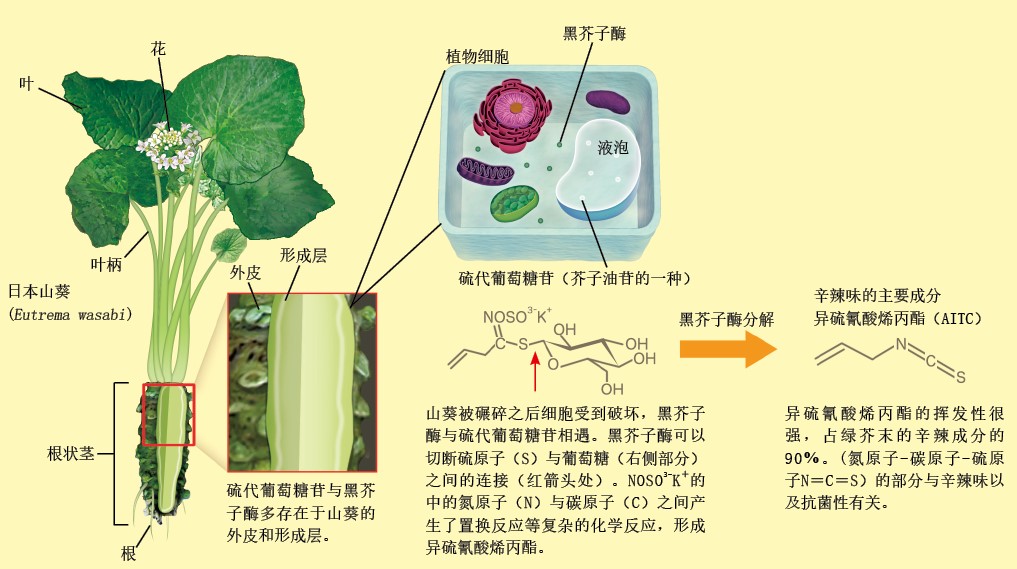 20131070呛鼻子的绿芥末.jpg