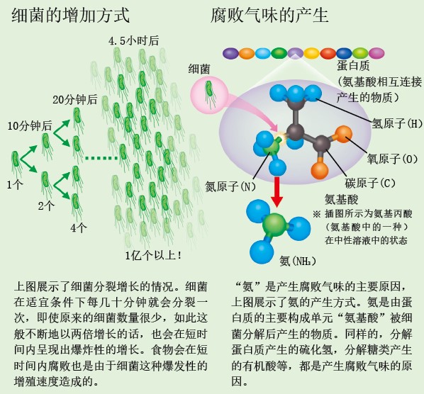 20131072食物为什么会腐败.jpg